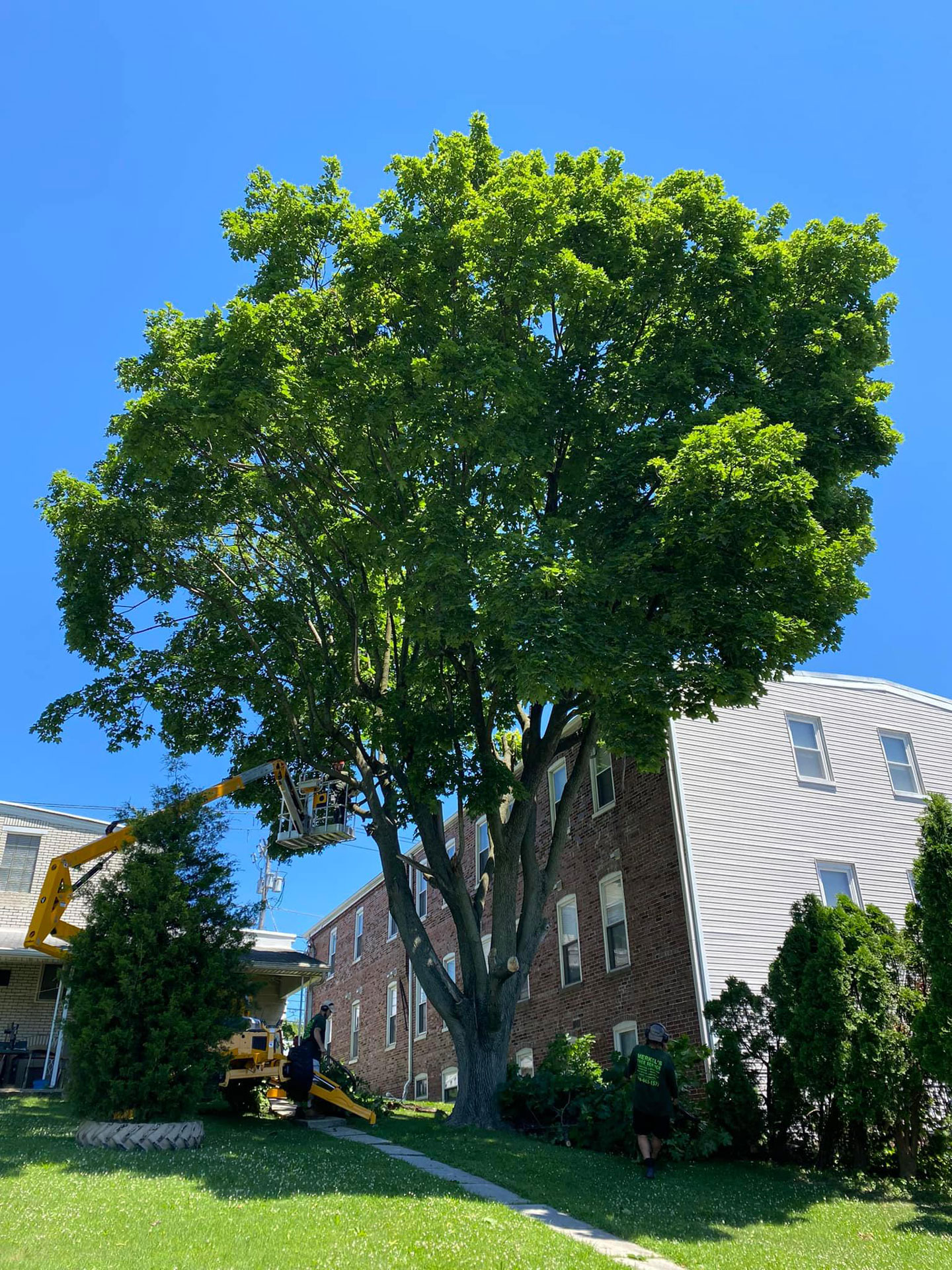 Arborist pruning tree