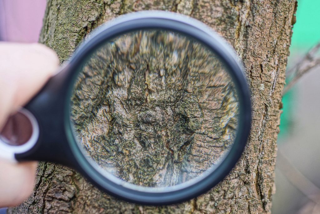 black magnifier in hand showing brown bark