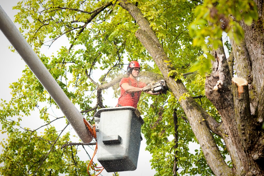 Tree Service Arborist Cutting Diseased Branches with Chainsaw