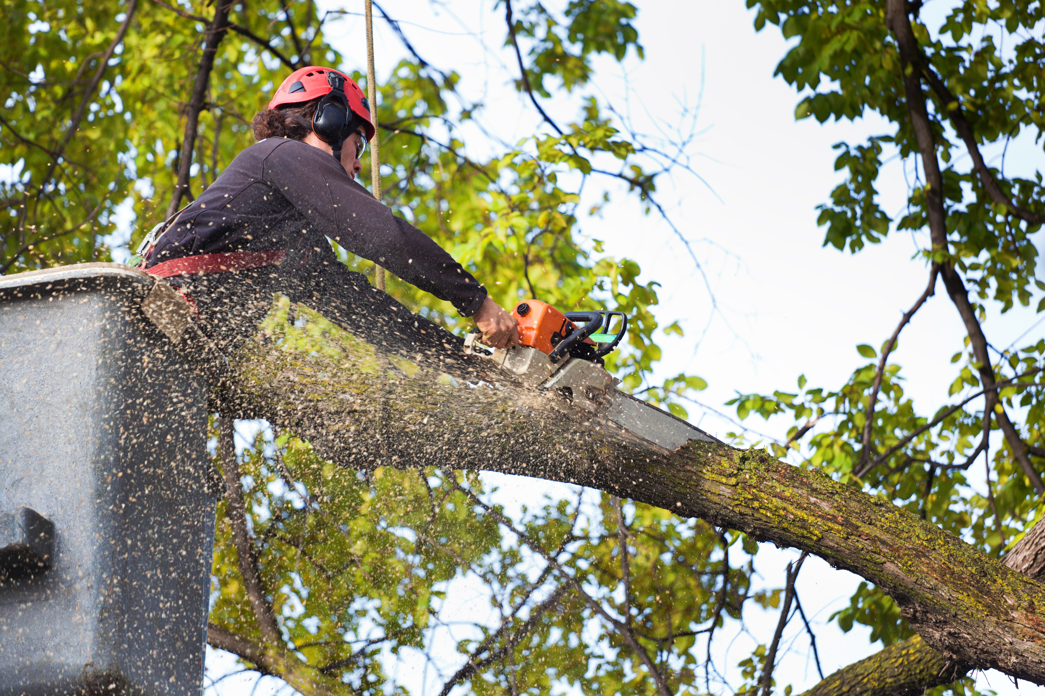 Arborist Tree Pruning on High Branches