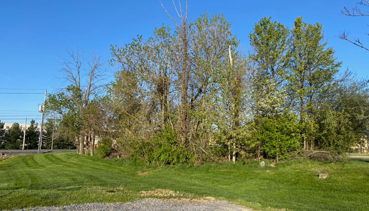 Residential Tree Removal Services