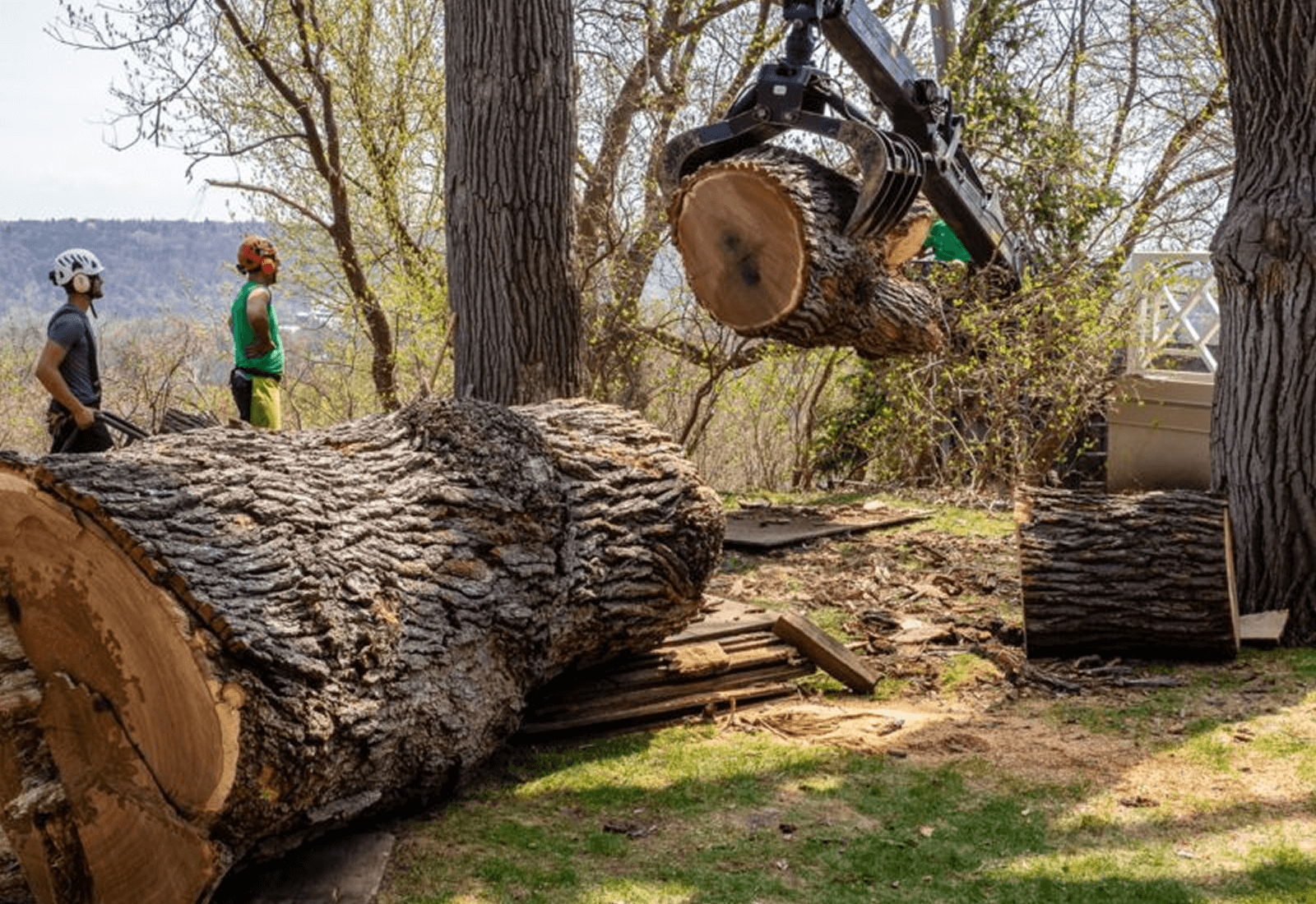 Commercial Tree Services 1