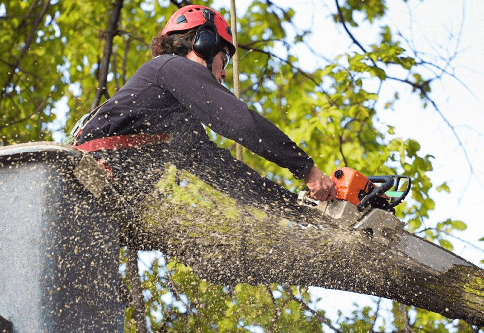 Commercial Tree Services 2