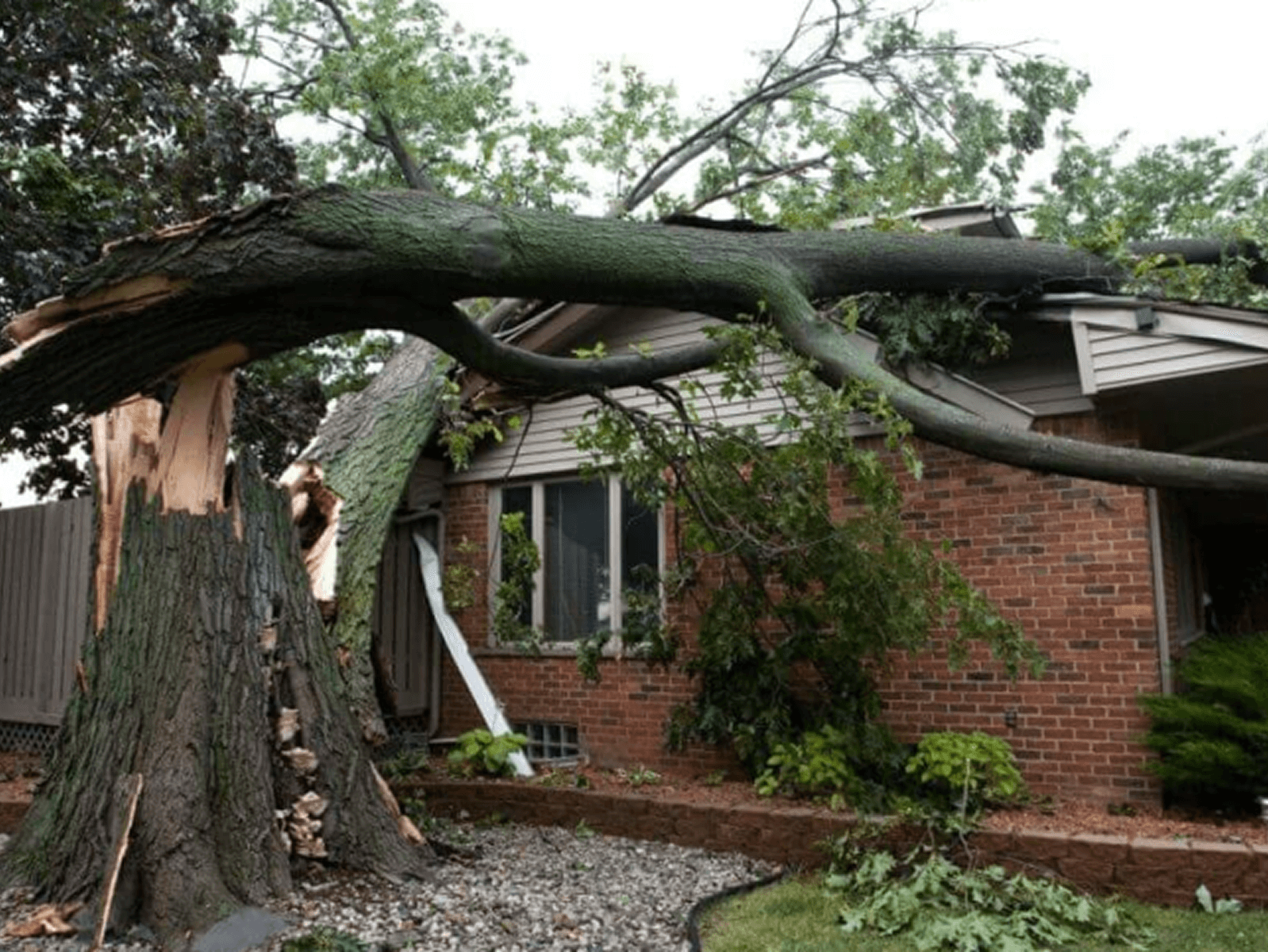 Commercial Tree Services 3