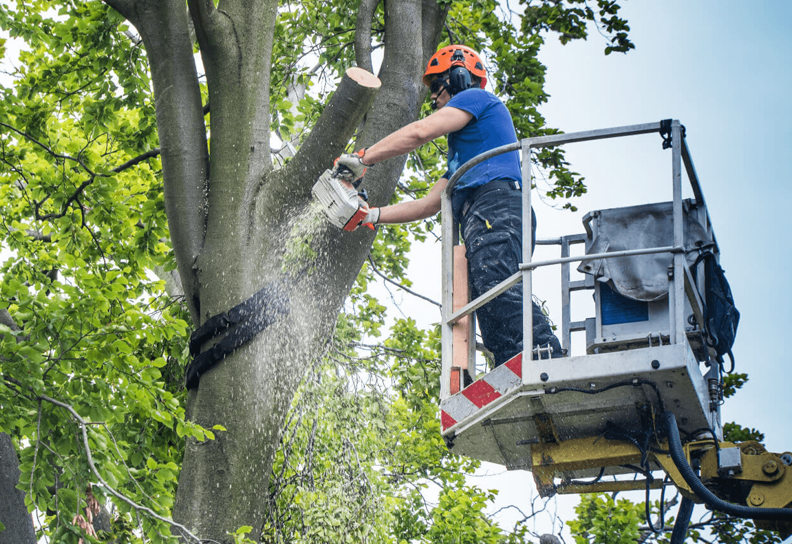Commercial Tree Services 5