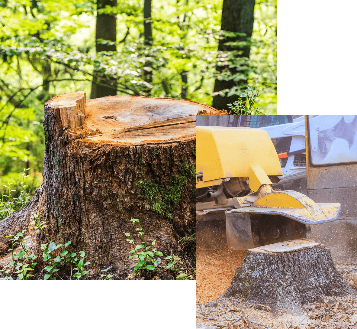 Local Stump Grinding Services