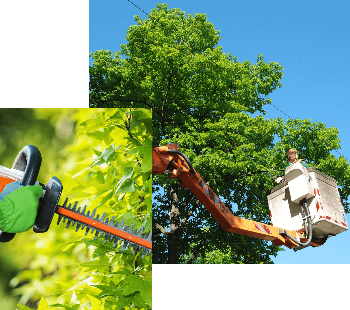 Local Tree Trimming Services