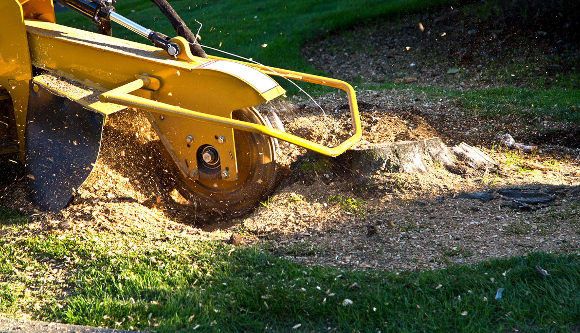 Tree And Stump Removal