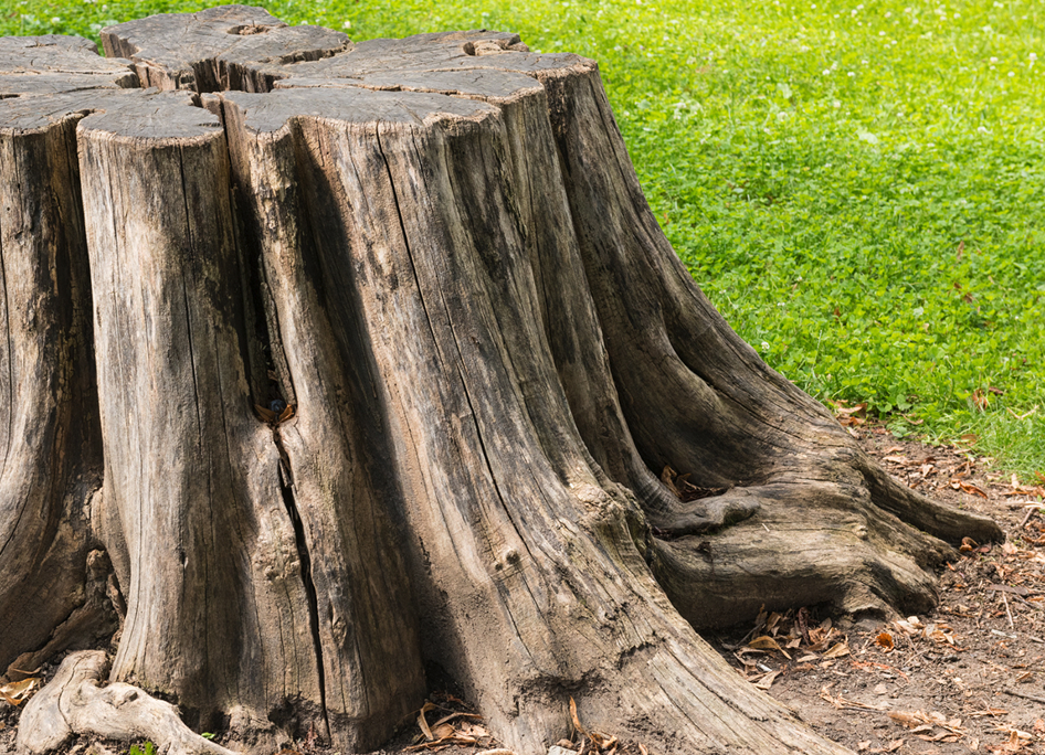 Tree Stump Removal Services