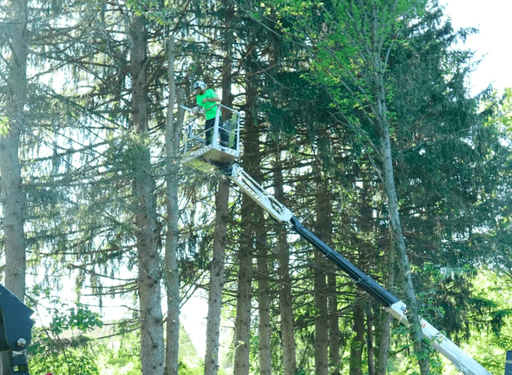 Gilbertsville PA Tree Removal Services