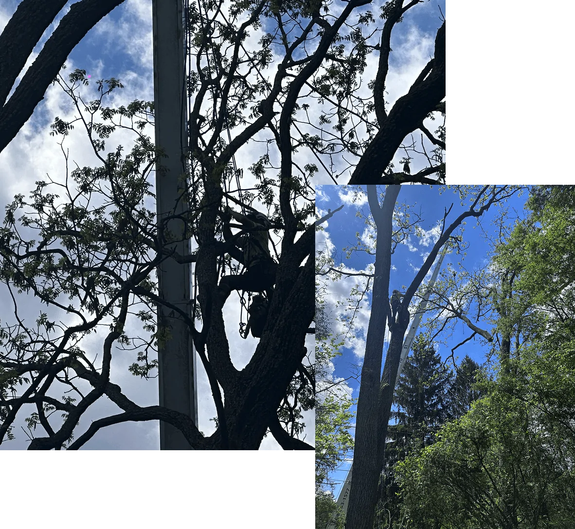 Land And Brush Clearing Services