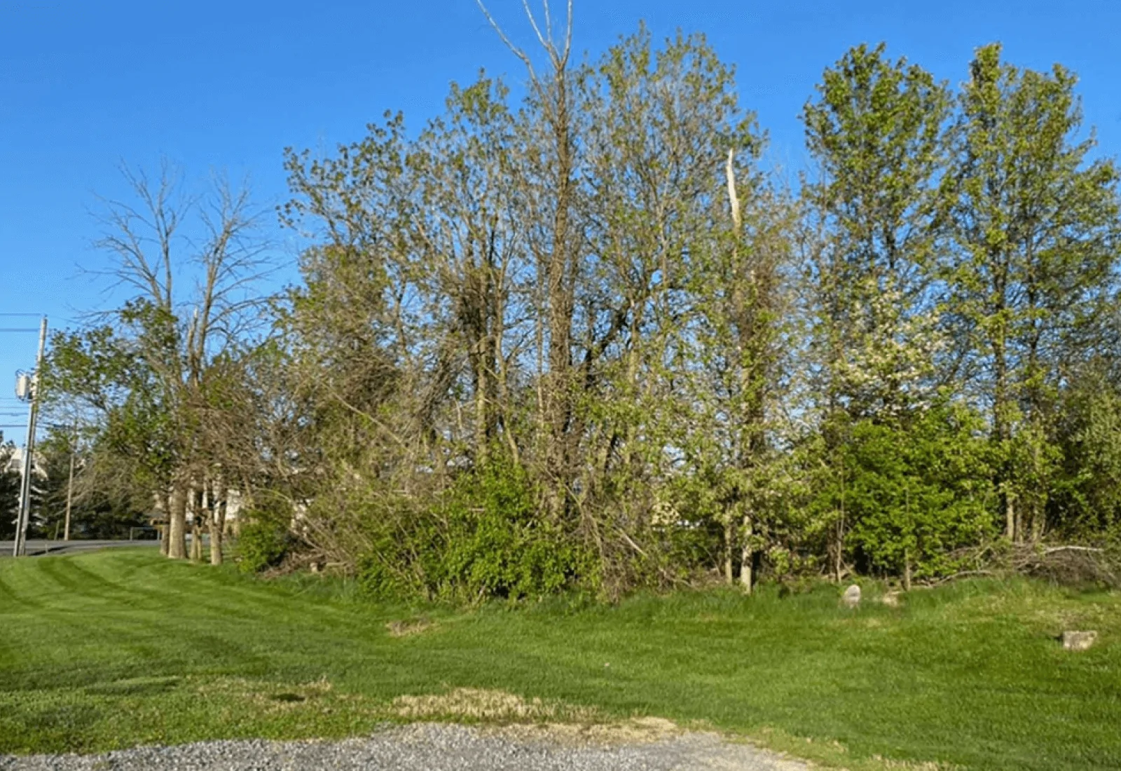 Oley Tree Removal Services