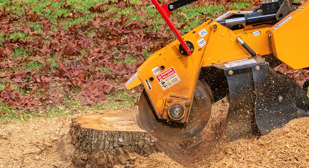 Certified Arborist Tree Service