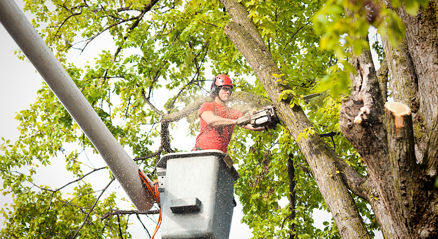 Certified Tree Removal Company
