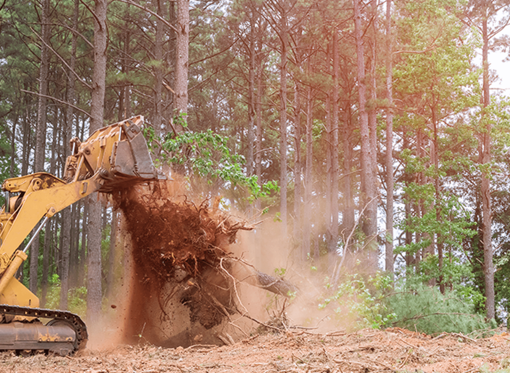Commercial Tree Care Services