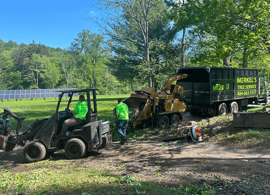 Emergency Fallen Tree Removal