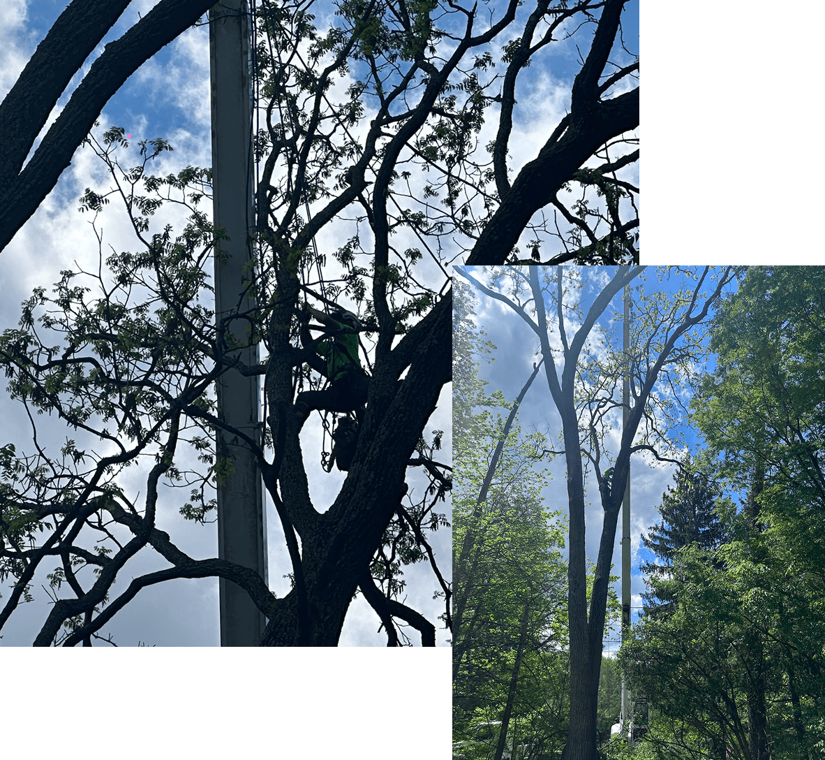 Emergency Tree Removal Services