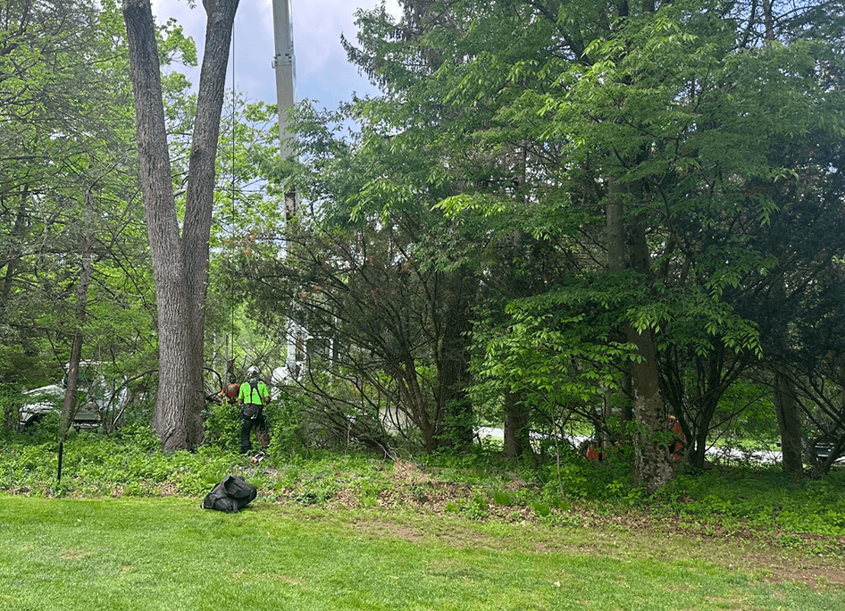 Emergency Tree Triming