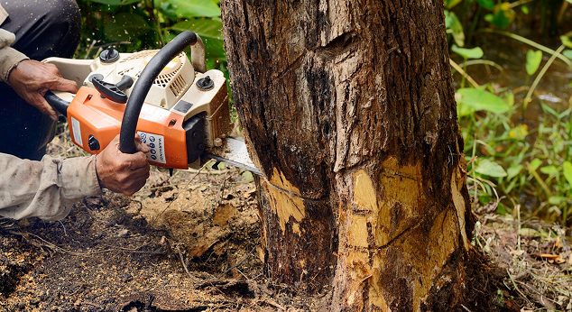 Insured Tree Services Company