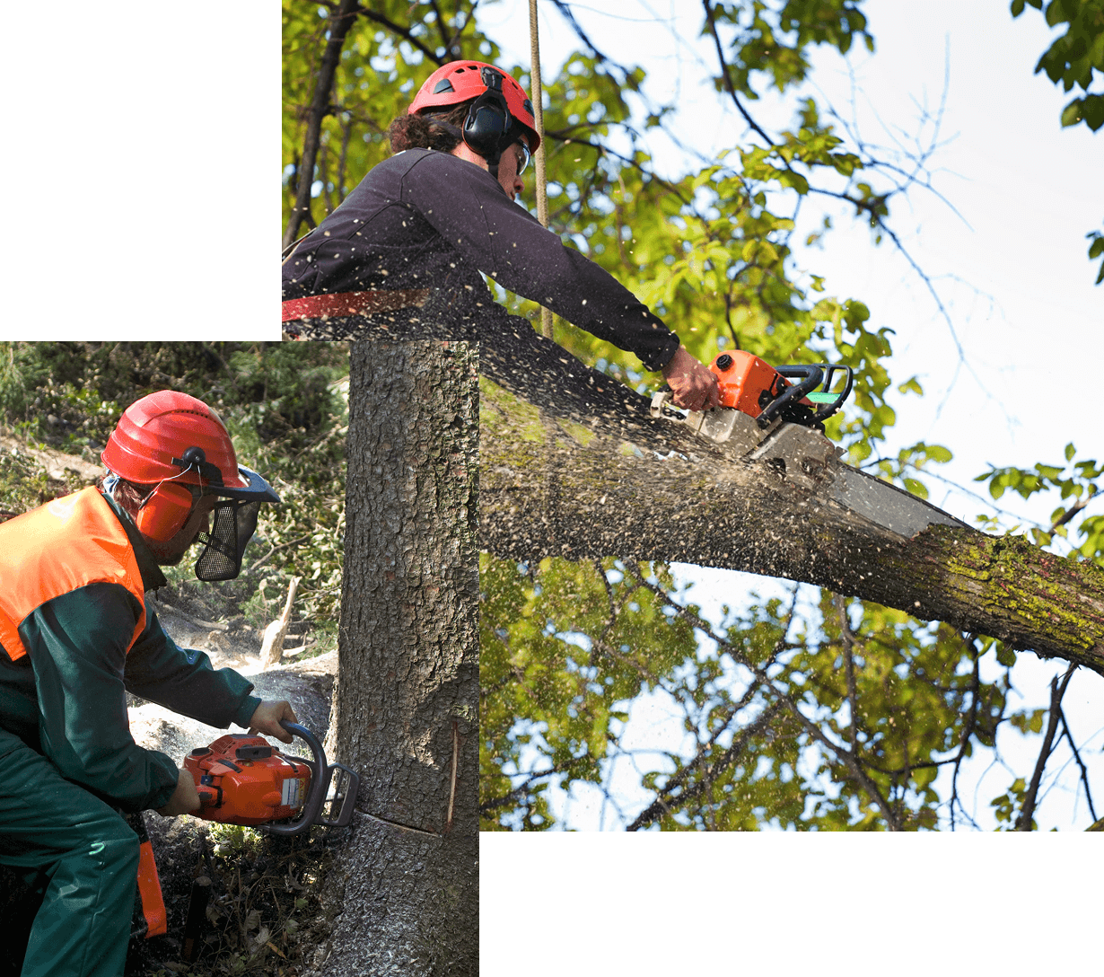 Local Tree Removal Experts