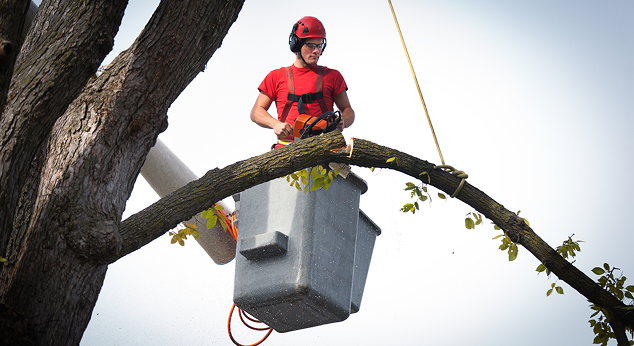 Local Tree Services Near Me