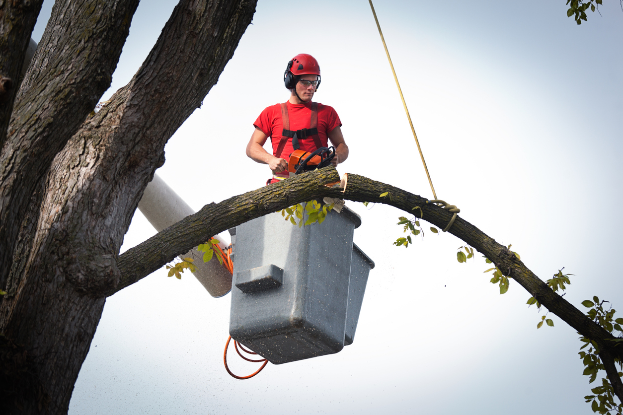 Residential Tree Care Company