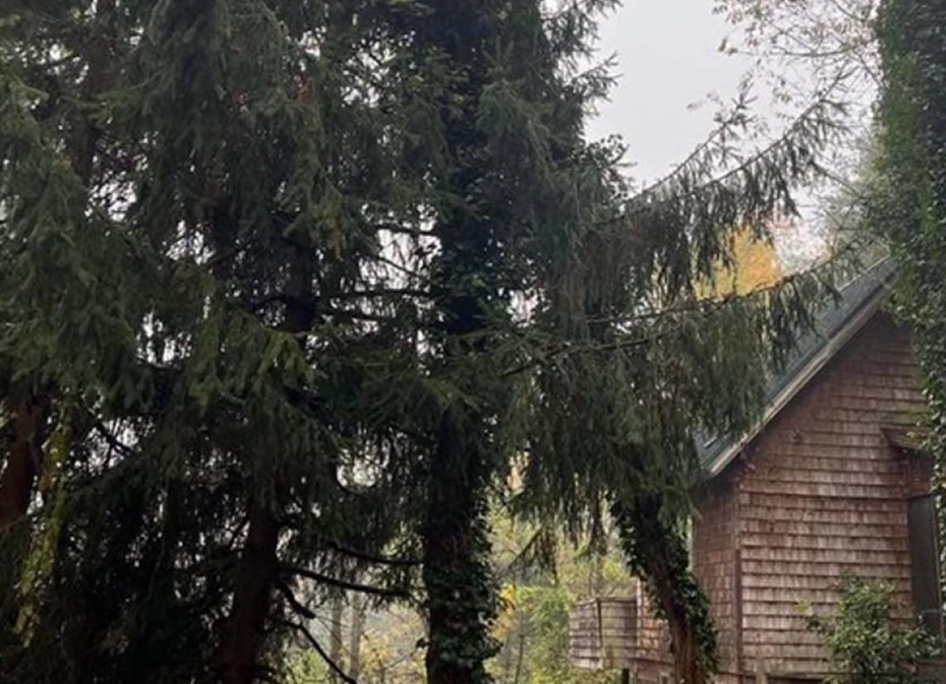 Tree Cutting And Removal Services