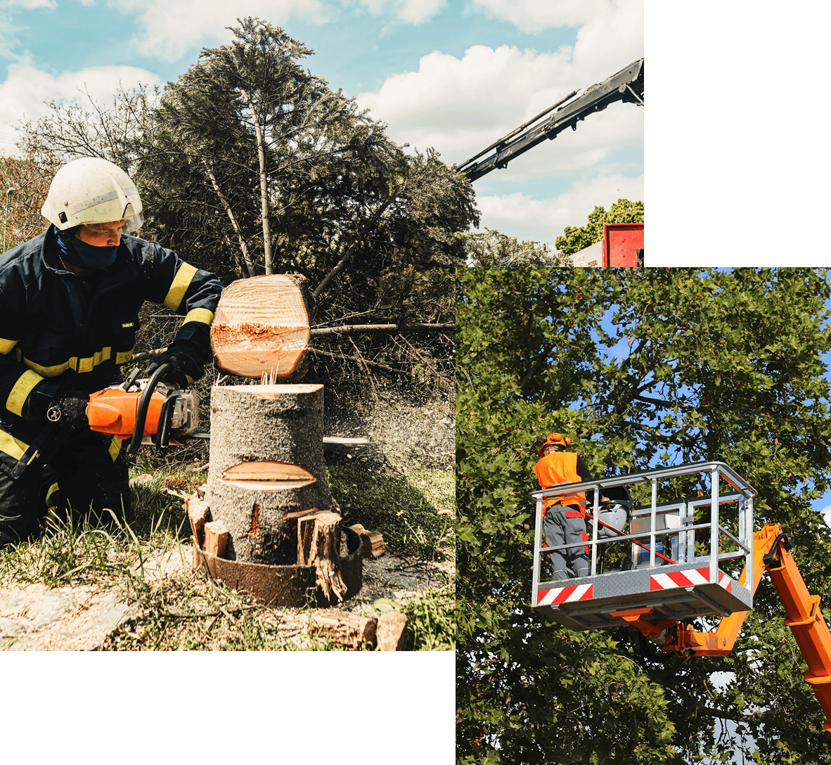 Tree Pruning Services
