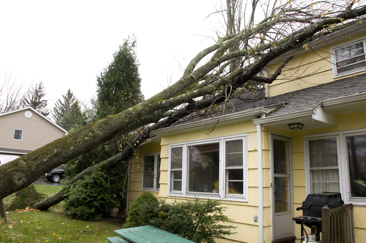 Tree care services for residential properties