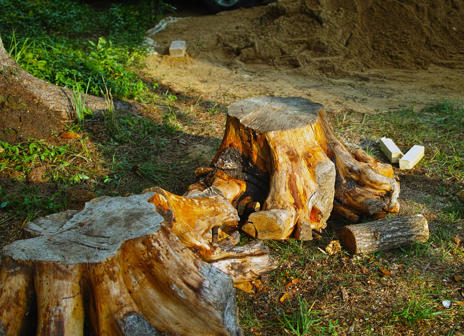 Tree Stump Removal Services