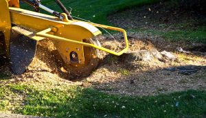 Read more about the article Understanding Stump Grinding Cost: 2026 Pricing Guide for Berks County Homeowners