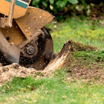 Stump Grinding vs Stump Removal: Which One Do You Actually Need?