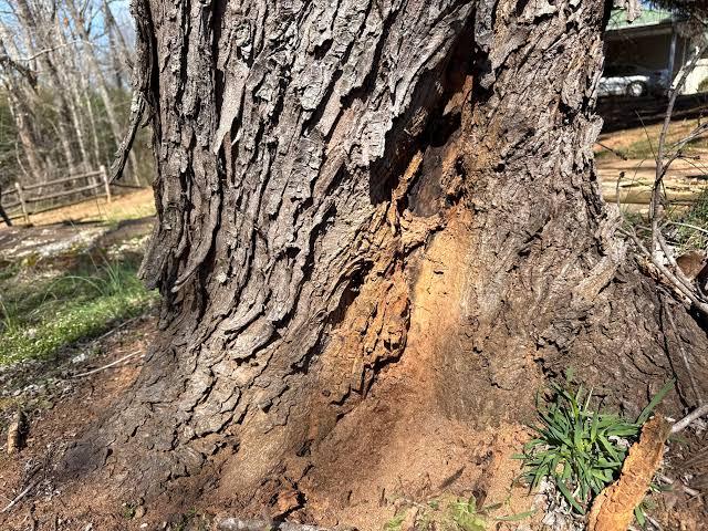 You are currently viewing Why Is the Bark Falling Off Tree Trunks in My Yard? 5 Causes and When to Worry