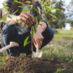 Can You Plant a Tree Where a Stump Was Removed? What Berks County Homeowners Should Know