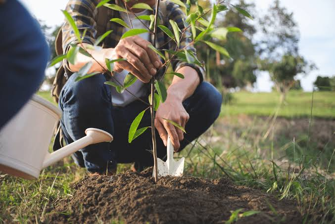 You are currently viewing Can You Plant a Tree Where a Stump Was Removed? What Berks County Homeowners Should Know