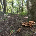 Mushrooms at the Base of Your Tree: What They Actually Mean