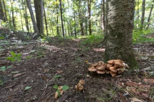 Read more about the article Mushrooms at the Base of Your Tree: What They Actually Mean