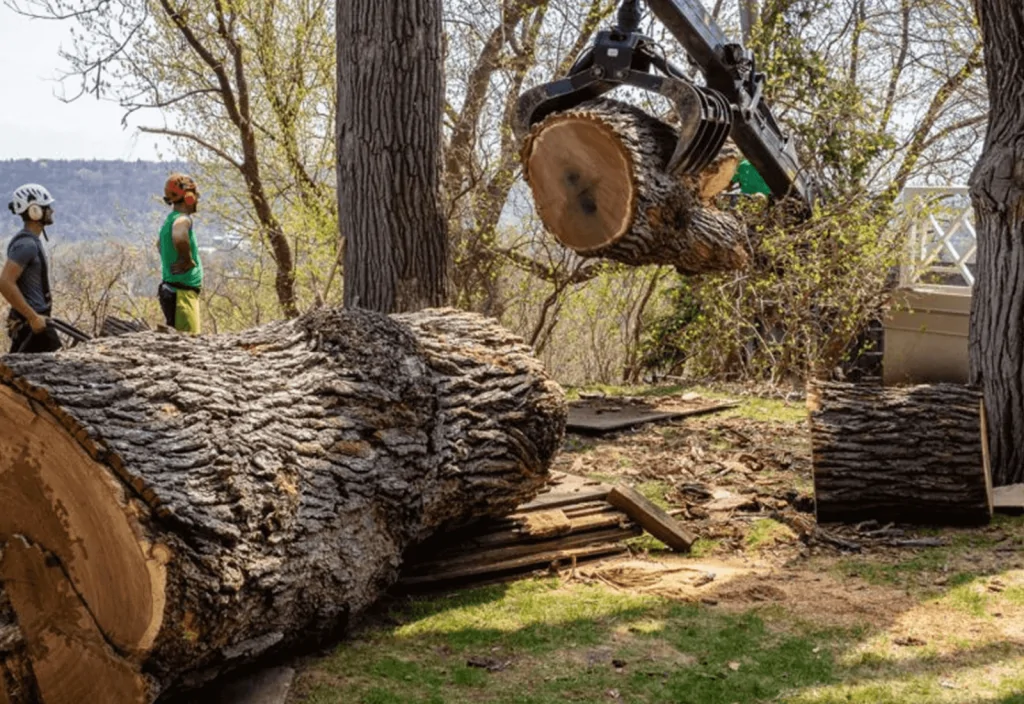stump grinding services