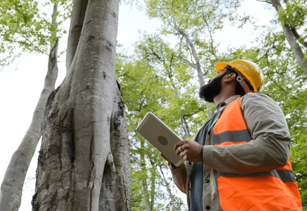 tree care services