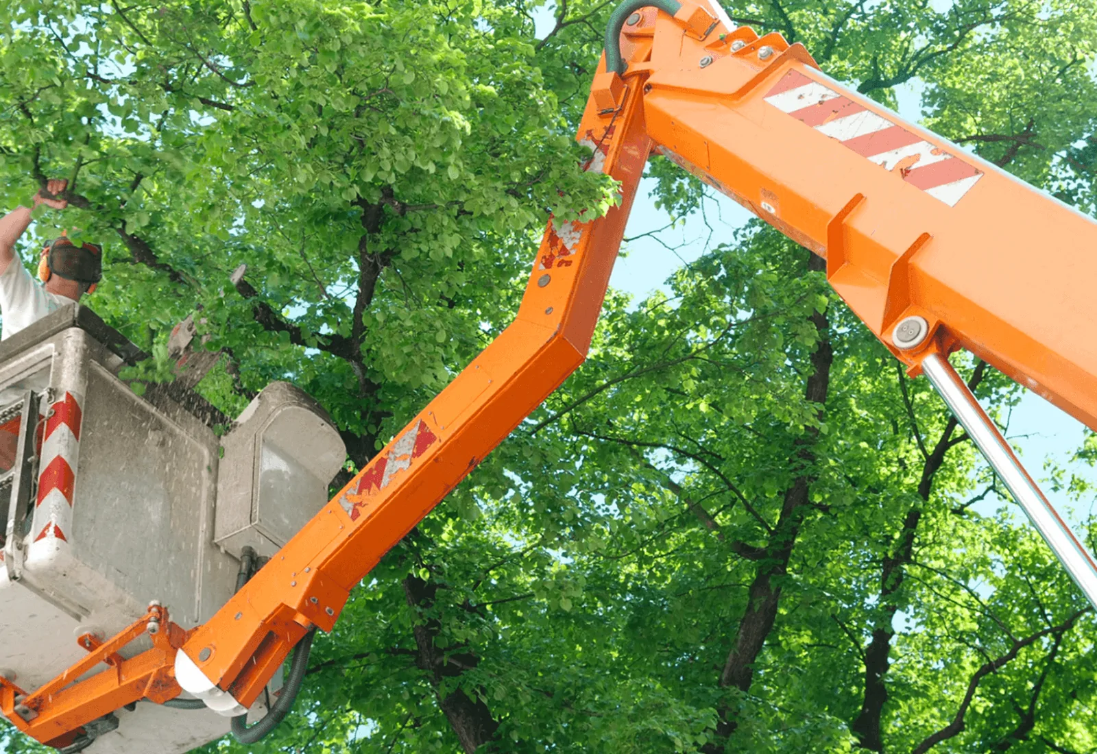 tree removal in Shoemakersville PA