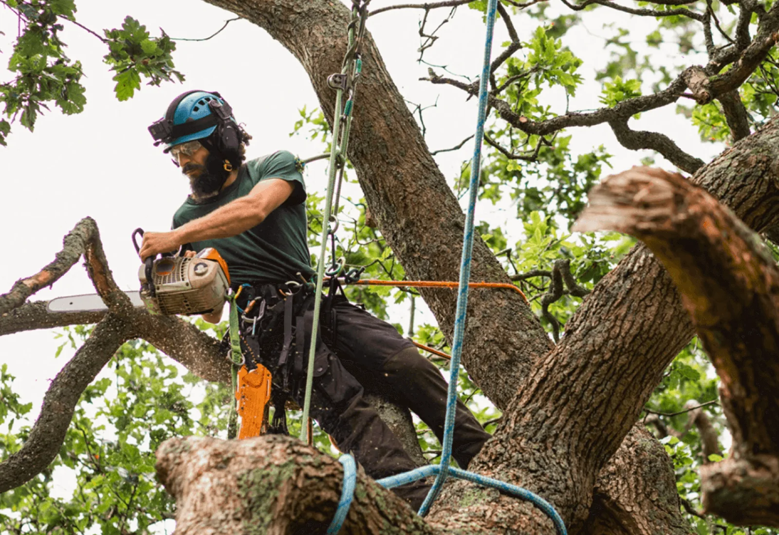 fallen tree removal
