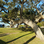 How to Fix a Leaning Tree (and When It’s Time to Call a Pro)