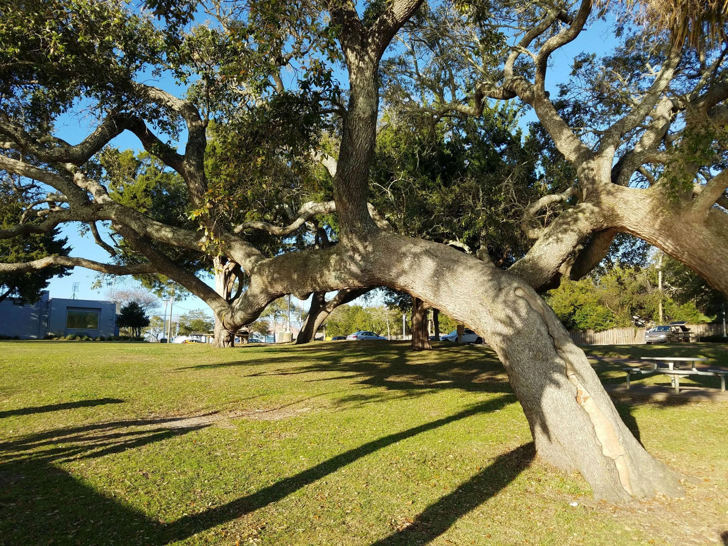You are currently viewing How to Fix a Leaning Tree (and When It’s Time to Call a Pro)