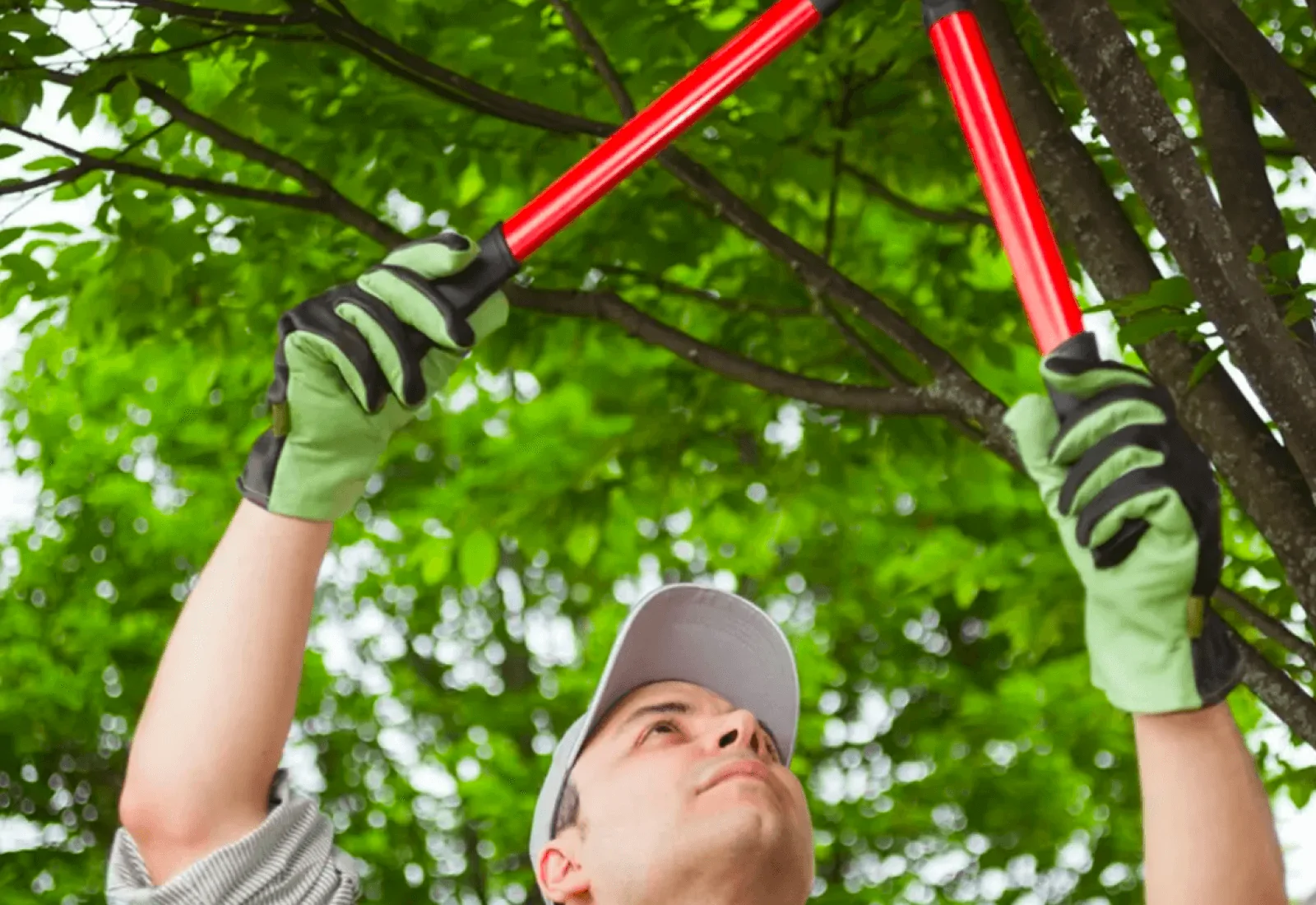 stump grinding services