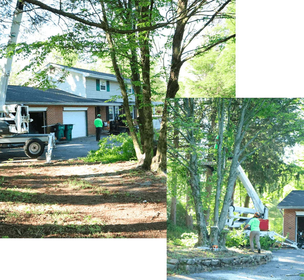 tree removal in Macungie PA