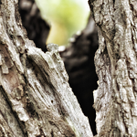 Tree Splitting Down the Middle: How Bad Is It (and What to Do)