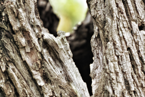 Read more about the article Tree Splitting Down the Middle: How Bad Is It (and What to Do)