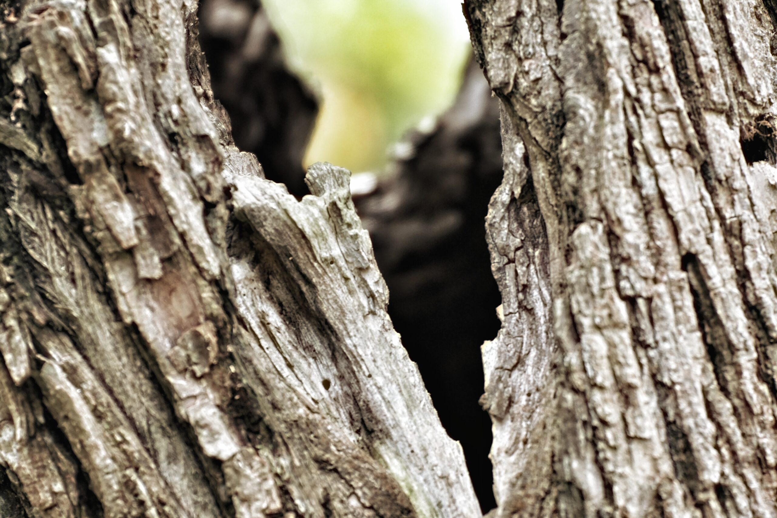You are currently viewing Tree Splitting Down the Middle: How Bad Is It (and What to Do)